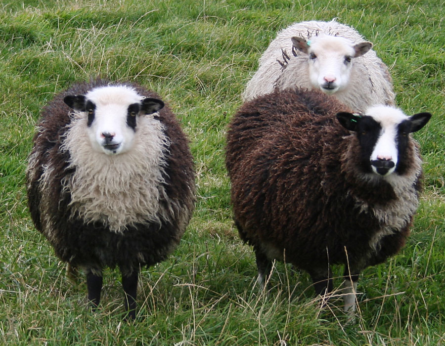 Papa Stour, Shetland